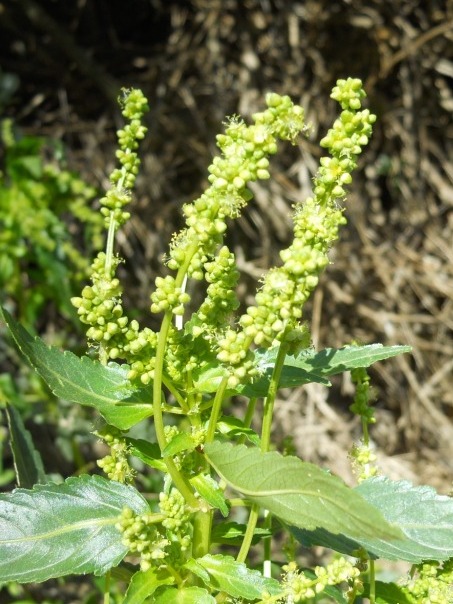 Mercurialis annua / Mercorella comune